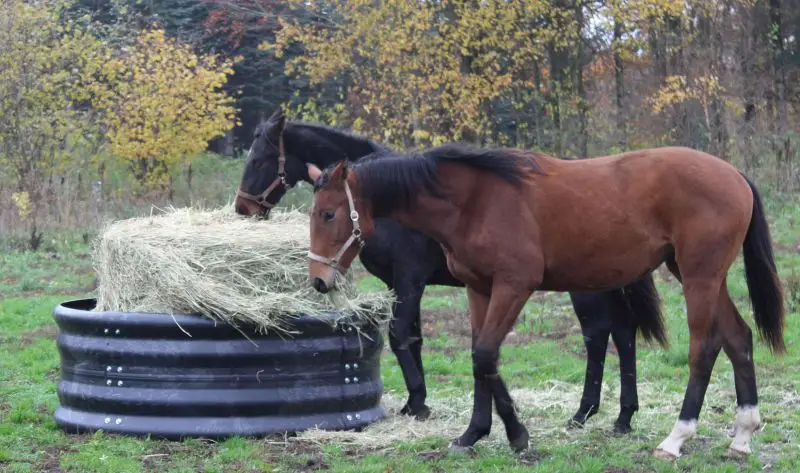 Futterring, rund Sale
