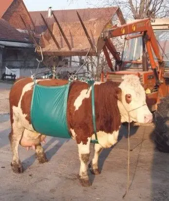Günstig Kuhhebevorrichtung