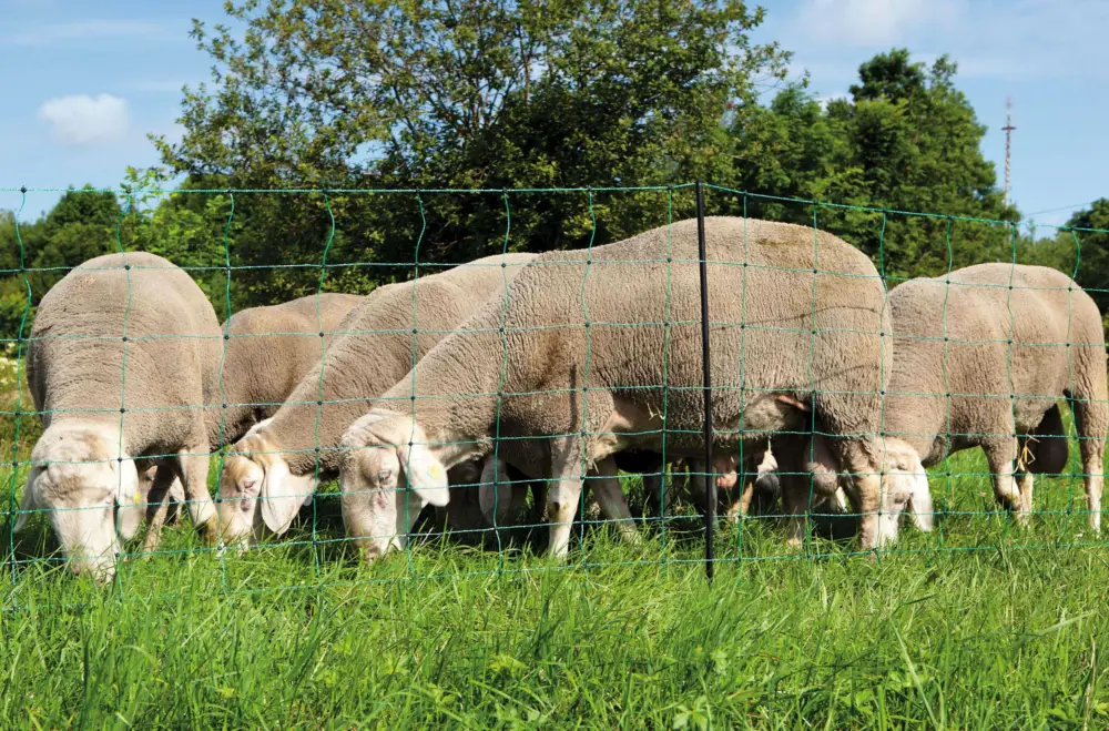 OviNet Schafnetz grün Doppelspitze, 108 cm x 50 m Super-Preis