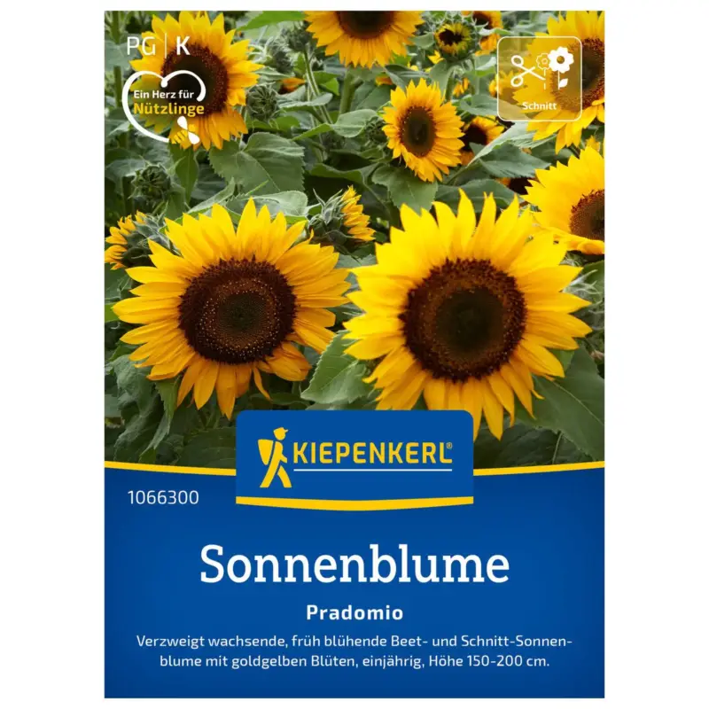 Letzte Chance Blumensamen, Sonnenblume 'Pradomio'