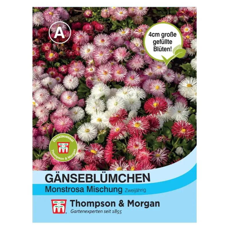 Neue Kollektion Samenmischung Gänseblümchen 'Monstrosa', rosa