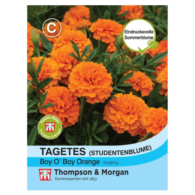 Samenmischung Tagetes, Studentenblume 'Boy o Boy', orange Online Kaufen