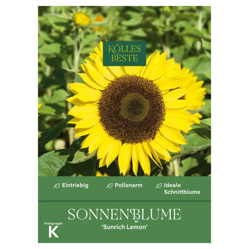 Solange Der Vorrat Reicht Kölles Beste Blumensamen, Sonnenblume 'Sunrich Lemon'