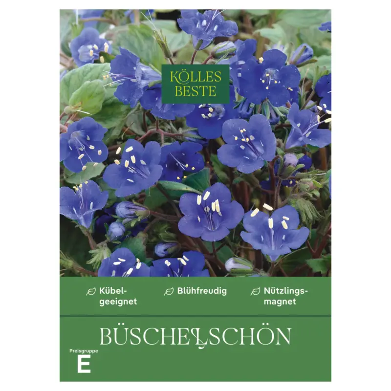 Kölles Beste Blumensamen, Büschelschön Heißes Angebot