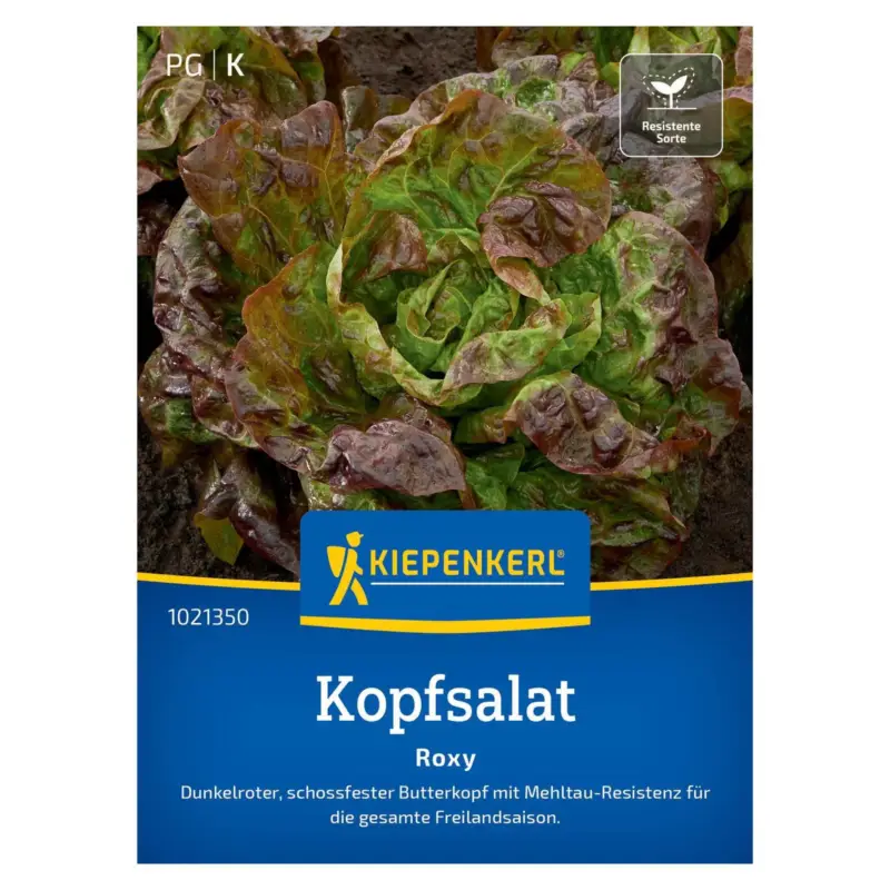 Rabatt Saatgut, Kopfsalat 'Roxy'