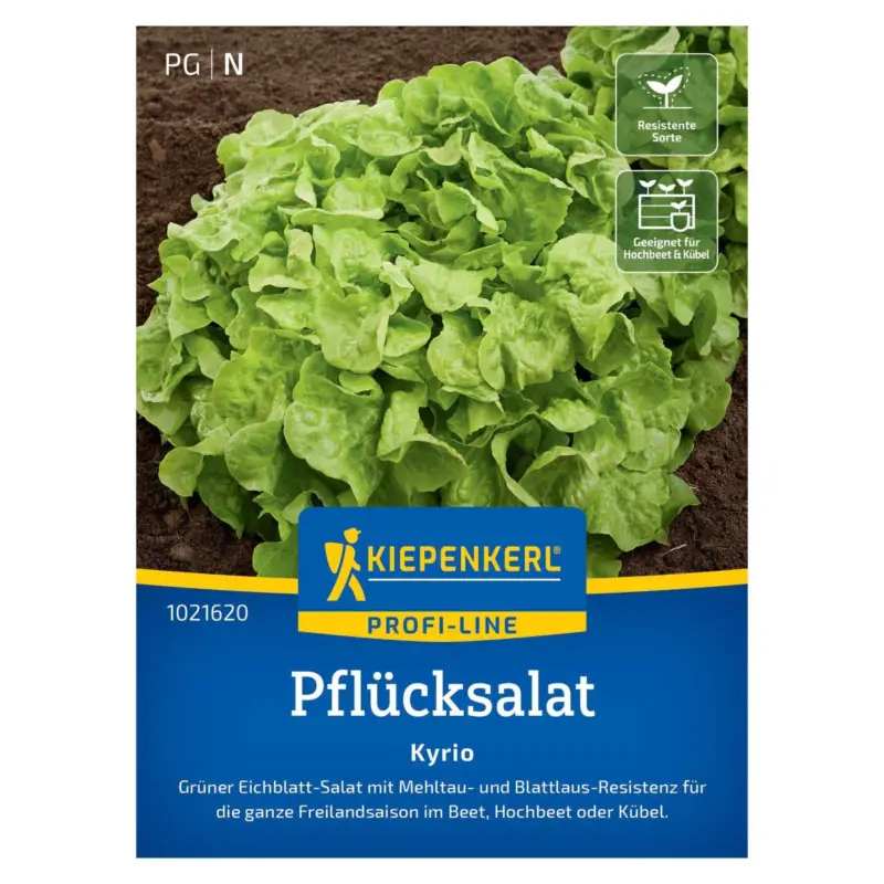 Gemüsesamen, Eichblattsalat 'Kyrio' Abverkauf