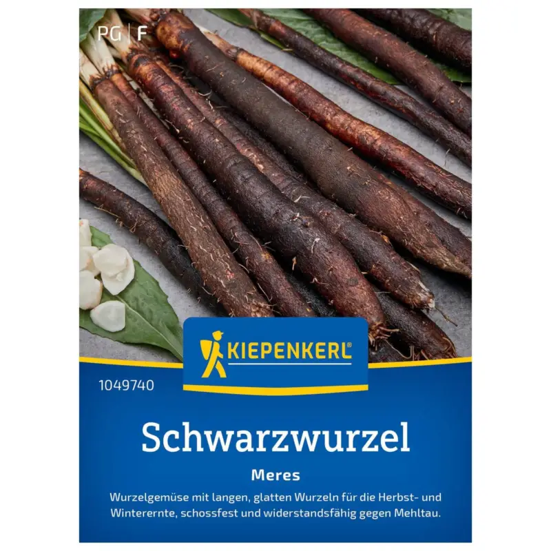 Heißes Angebot Gemüsesamen, Schwarzwurzel 'Meres'