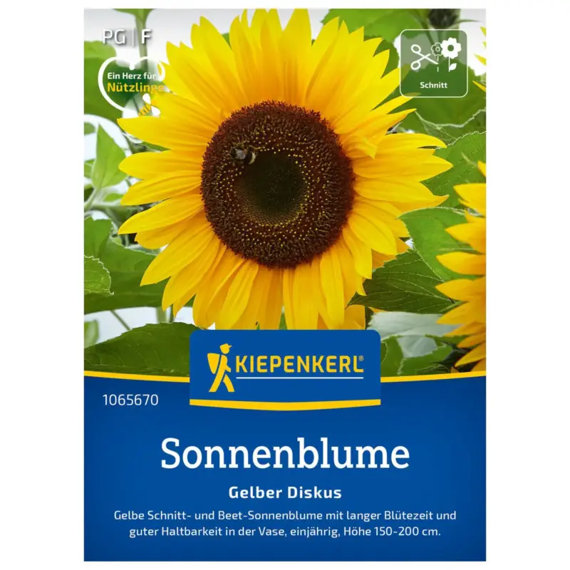 Schneller Versand Sonnenblumensamen, Sonnenblume 'Gelber Diskus'
