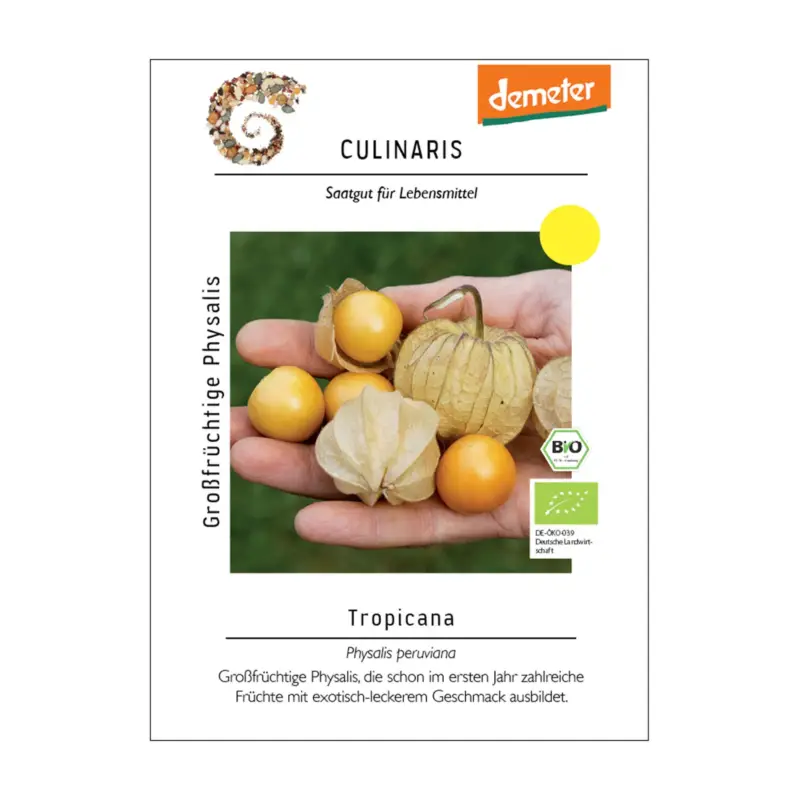 Beliebt Großfrüchtige Physalissamen, Kapstachelbeere 'Tropicana'