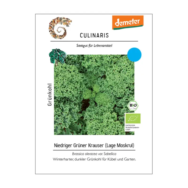 Grünkohlsamen, Grünkohl 'Niedriger Grüner Krauser' Neue Kollektion