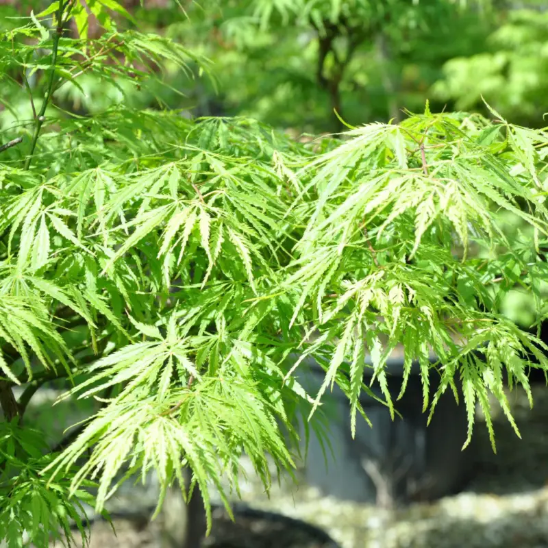 Grüner Schlitzahorn 'Dissectum', Höhe 40 - 60 cm, Topf-Ø 19 cm Abverkauf