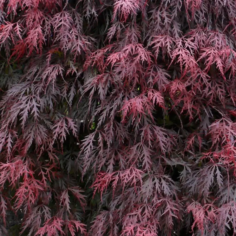Roter Schlitzahorn 'Dissectum Garnet', Höhe 40 - 60 cm, Topf-Ø 19 cm Preisknaller