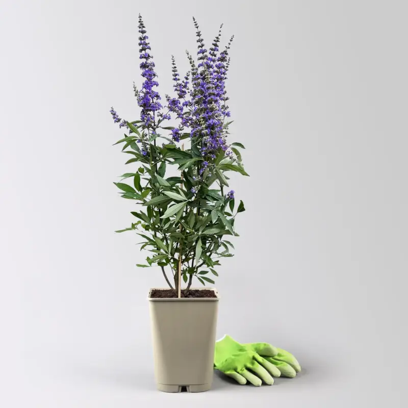 Blauer Mönchspfeffer, Höhe 40-60 cm, Topf 5 Liter Günstig