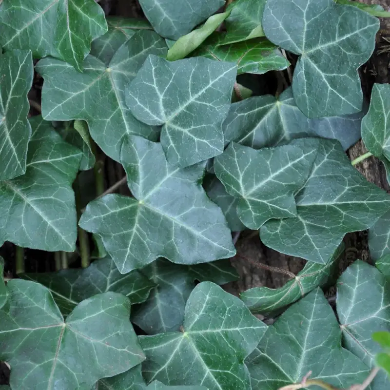 Preisknaller Kölle Großblättriger Irischer Efeu (Hedera hibernica), im 2 l Topf