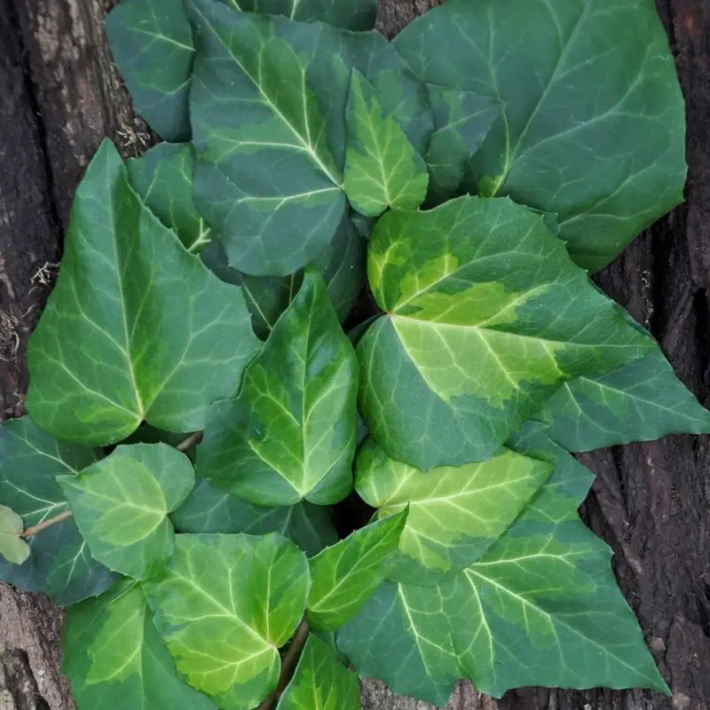 Geprüft Kölle Gelbbunter Kaukasus-Efeu (Hedera colchica 'Sulphur Heart') im 2 l Topf