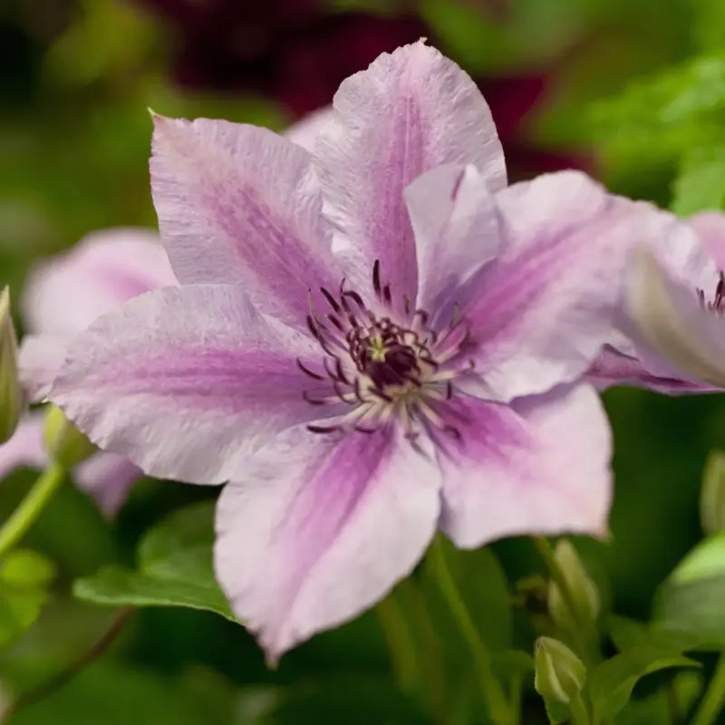 Jetzt Kaufen Kölle Clematis 'Nelly Moser', 2 l Topf, 60-80 cm