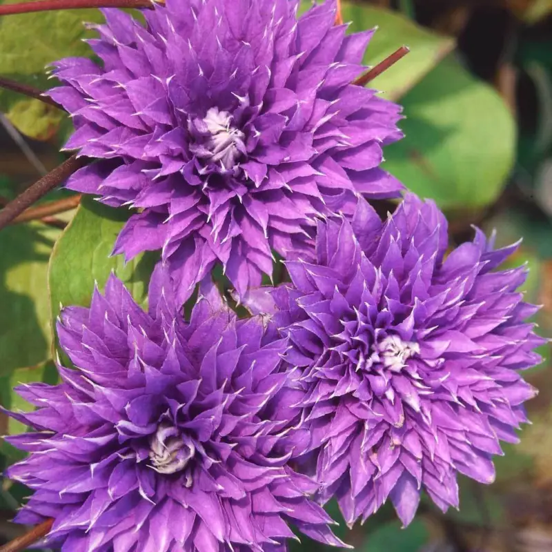 Geprüft Kölle Clematis 'Multi Blue', 2 Liter Topf, 60-80 cm