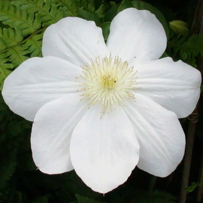 Großblumige Waldrebe 'Madame Le Coultre', Clematis, weiß, Topf 2 Liter Neue Kollektion