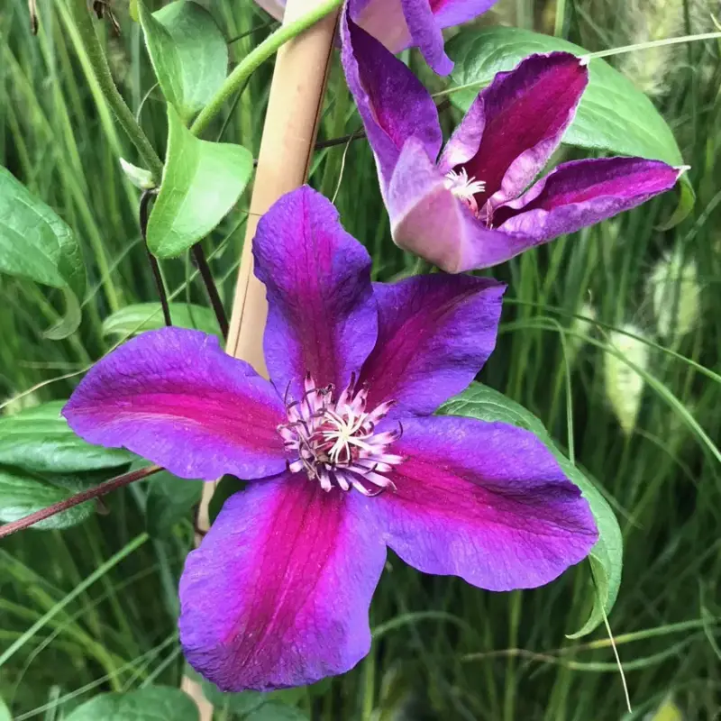 Kölle Clematis 'Mrs. N. Thompson', 2 Liter Topf, 60-80 cm Heißes Angebot