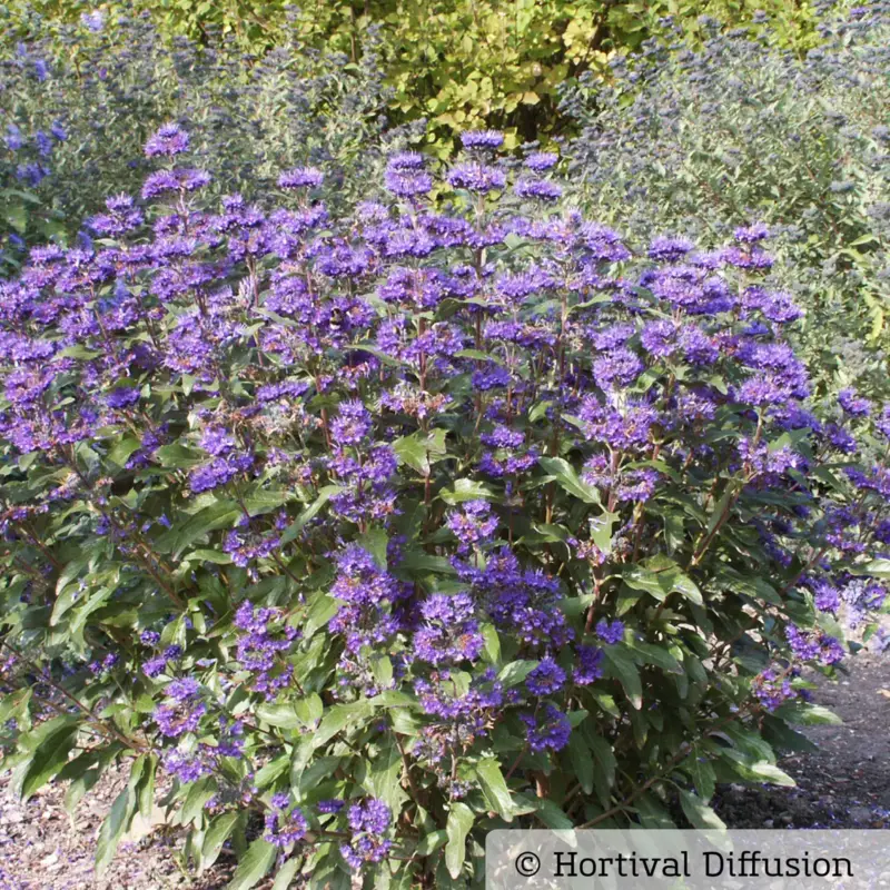 Günstig Bartblume 'Grand Bleu'® dunkelviolettblau, Topf-Inhalt 5 Liter