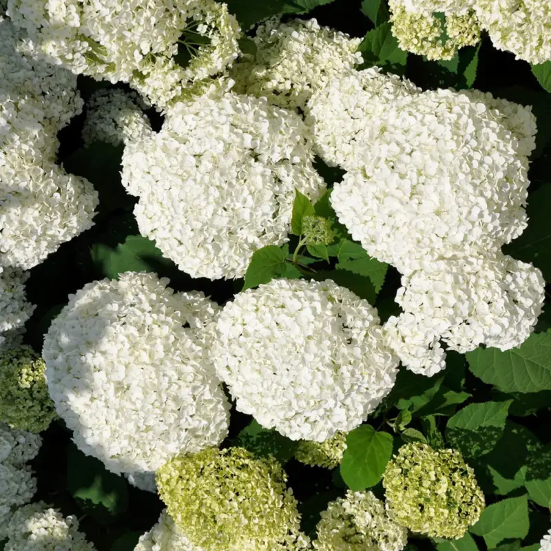 Schneeballhortensie 'Annabelle' 30/40 cm, im 5 l Topf Direkt Vom Hersteller