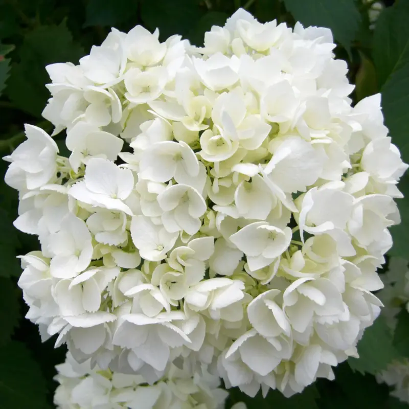 Preisknaller Kölle Gartenhortensie Ball weiß, 4/5 Liter Topf