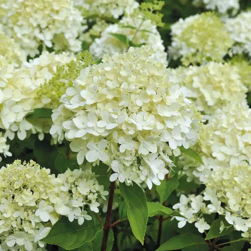 Mega-Angebot Rispenhortensie 'Limelight'Ⓢ 30/40 cm, im 5 l Topf