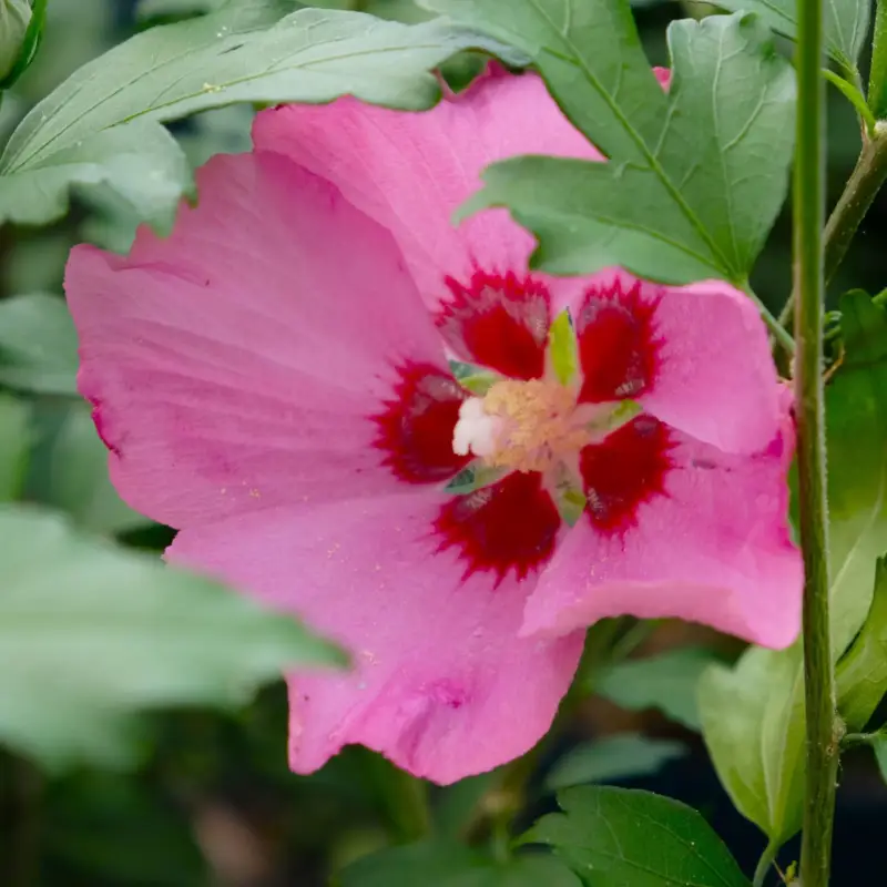 Top-Preis Garten-Hibiskus 'Woodbridge', purpurrosa bis purpurrot, 40-60 cm hoch, Topf 5 l