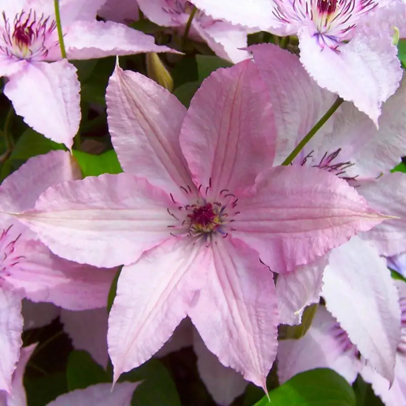 Mega-Angebot Großblumige Waldrebe 'Hagley Hybrid', Clematis, rosa, Topf 2 Liter