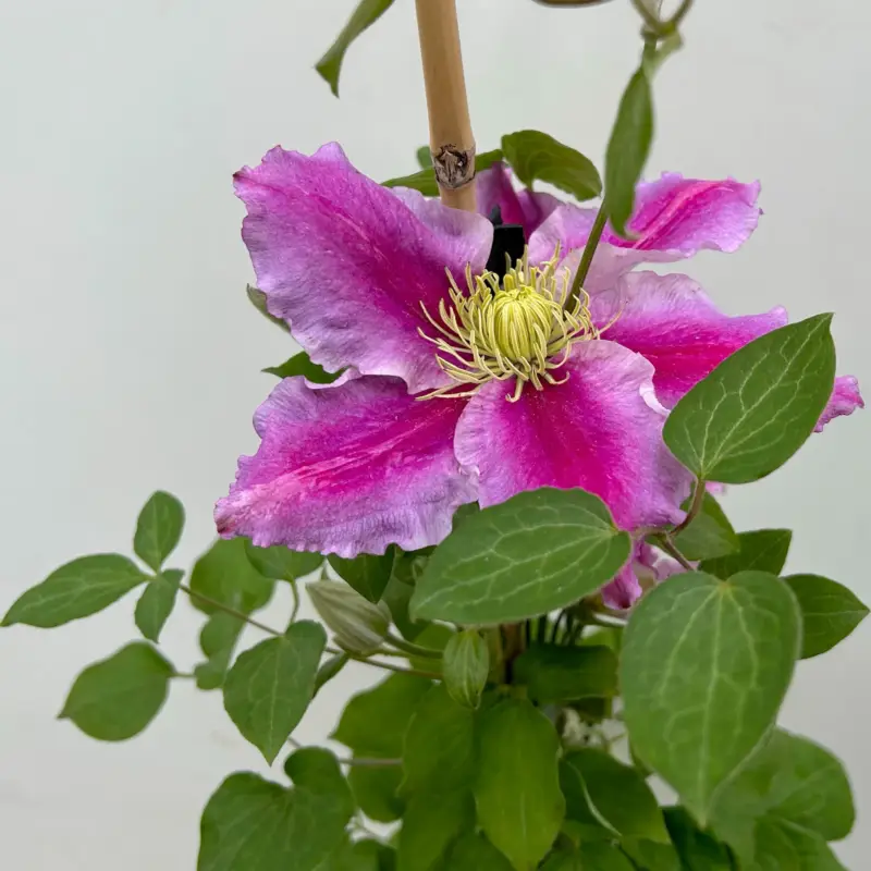 Must-Have Kölle Clematis 'Piilu', 2 l Topf, 60-80 cm