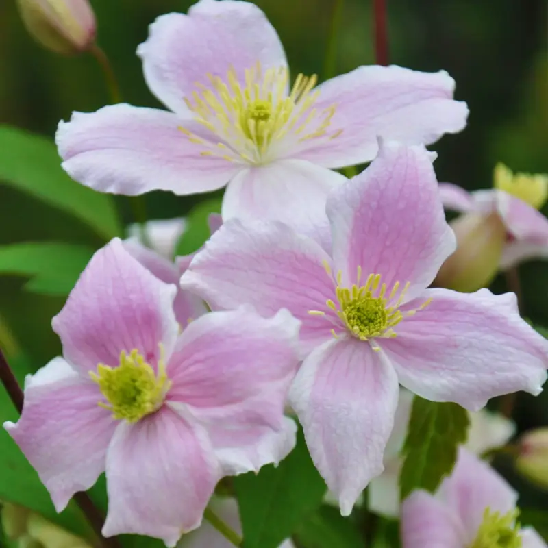 Neue Ware Clematis montana 'Mayleen', duftend, im 2 l Topf