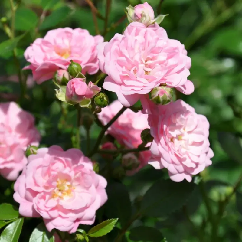 Beliebt Bodendeckerrose 'The Fairy'®, rosa, Topf 3 Liter