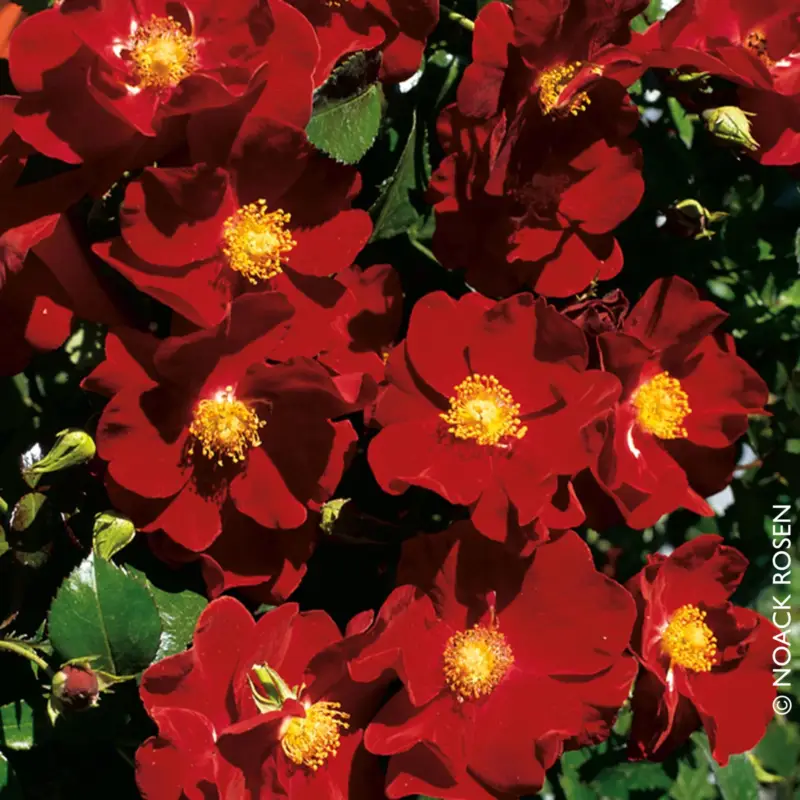 Bodendeckerrose 'Alcantara®', dunkelrot, Topf 3 Liter Highlight