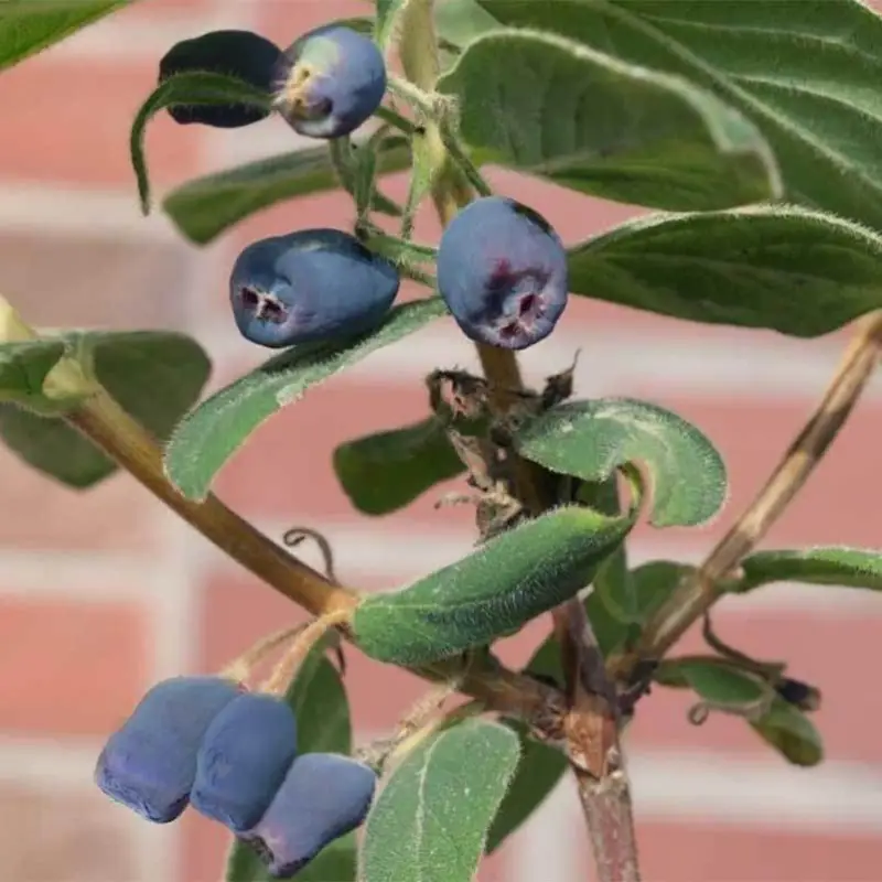 Sibirische Blaubeere, Lonicera kamtschatika 'Blue Velvet'®, Blüte weiß, Früchte dunkelblau, Topf 5 l Nur Heute