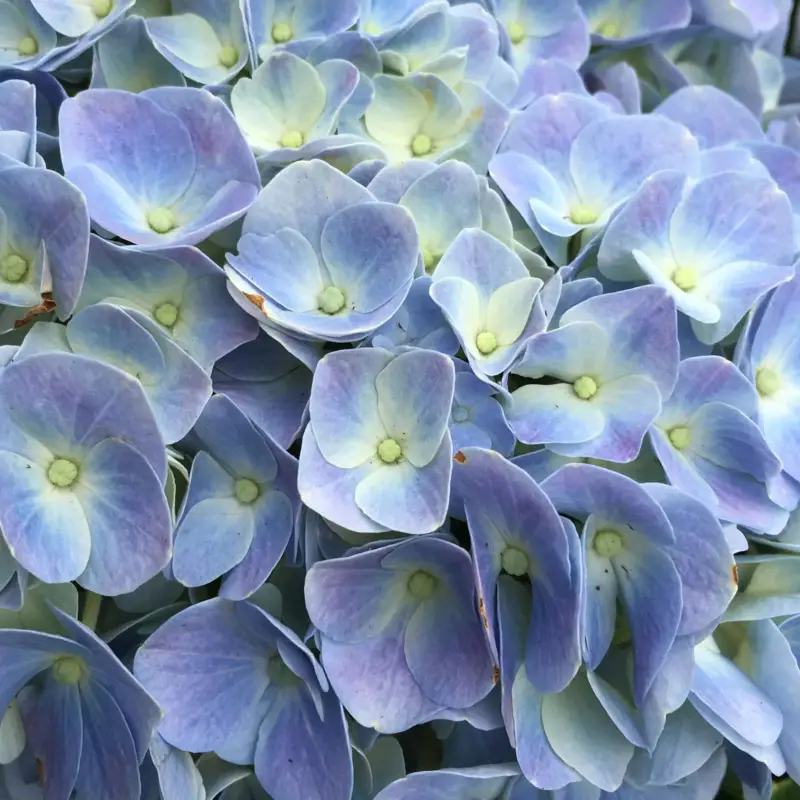 Öfterblühende Gartenhortensie Forever&Ever® Blau, 5 Liter Topf Zertifiziert