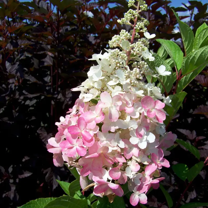 Rispenhortensie 'Pinky Winky'® DVP PinkyⓈ im 10 l Topf Highlight