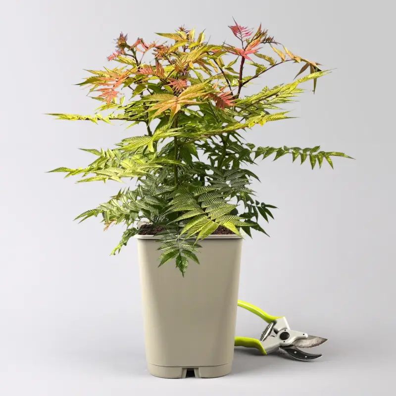 Niedrige Fiederspiere, Sorbaria sorbifolia 'Sem'(s), cremeweiß, Topf 5 l Neue Ware