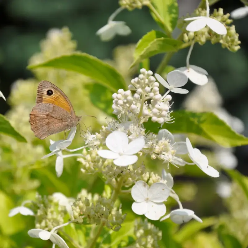 Kölles Beste Rispen-Hortensie 'Kyushu', Topf 5 Liter Preisreduziert