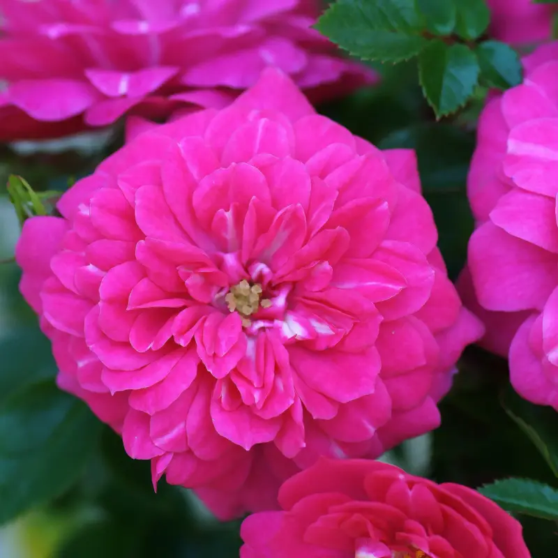 Rabatt Zwergrose 'Knirps'®, kräftig rosa, Topf 3 Liter