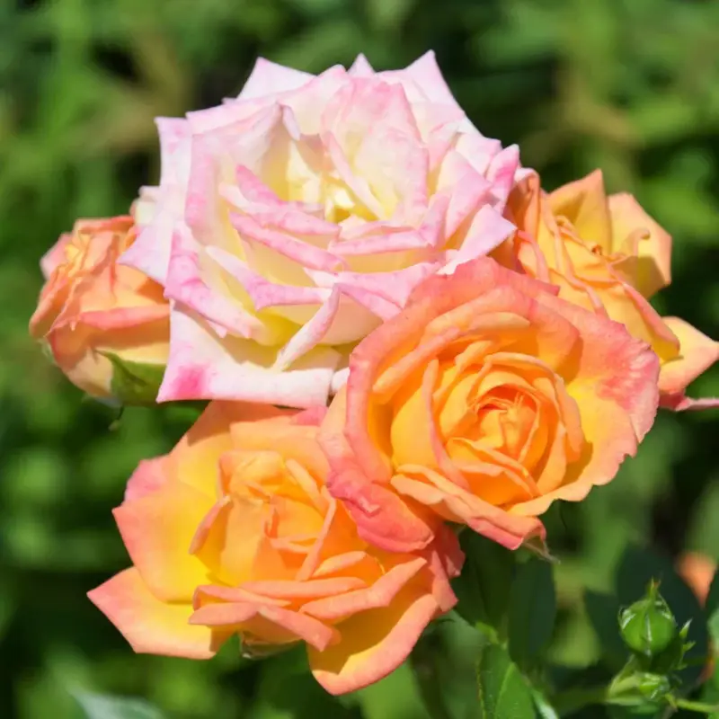 Neu Zwergrose 'Little Sunset®', gelb mit rotem Rand, Topf 3 Liter