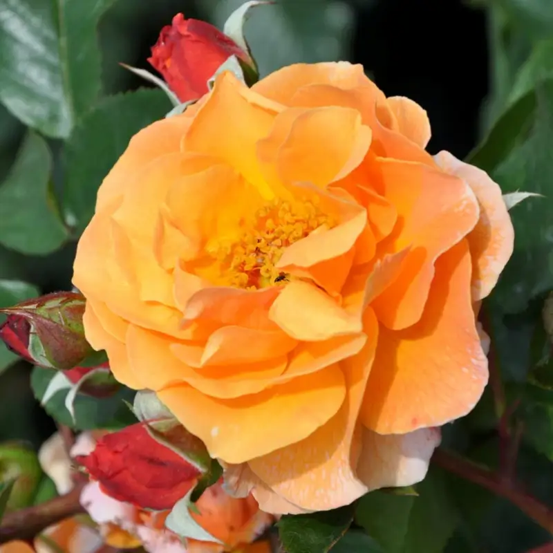 Neue Ware Strauchrose 'Arabia®', dunkelorange, Topf 5 Liter