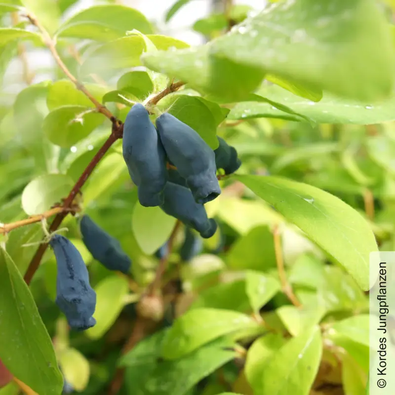 Must-Have Sibirische Blaubeere, Lonicera kamtschatika 'Eisbär®', im Topf 5 Liter