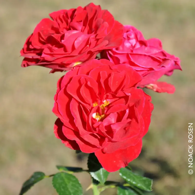 Strauchrose 'Tornella®', samtrot, Topf 5 Liter Wochenendangebot
