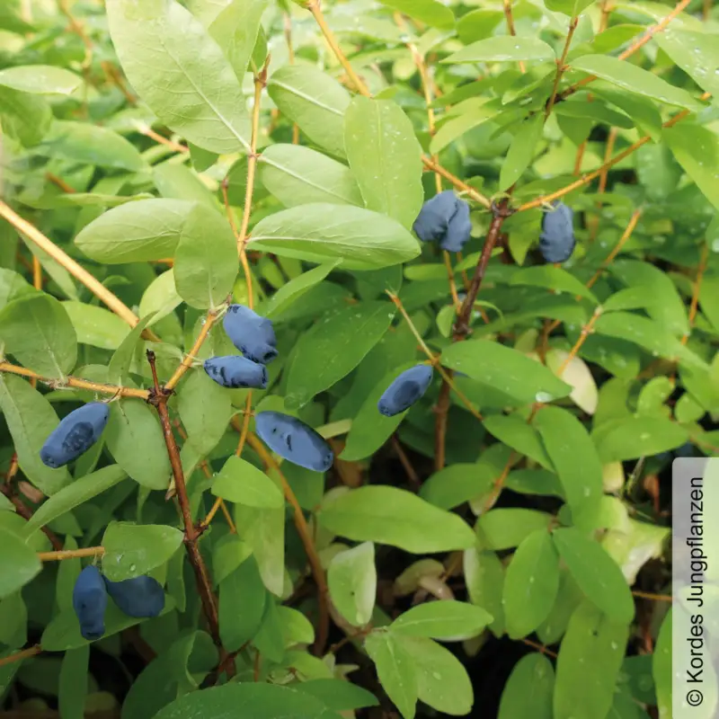 Sibirische Blaubeere, Lonicera kamtschatika 'Balaleika®', im Topf 5 lt. Super-Preis