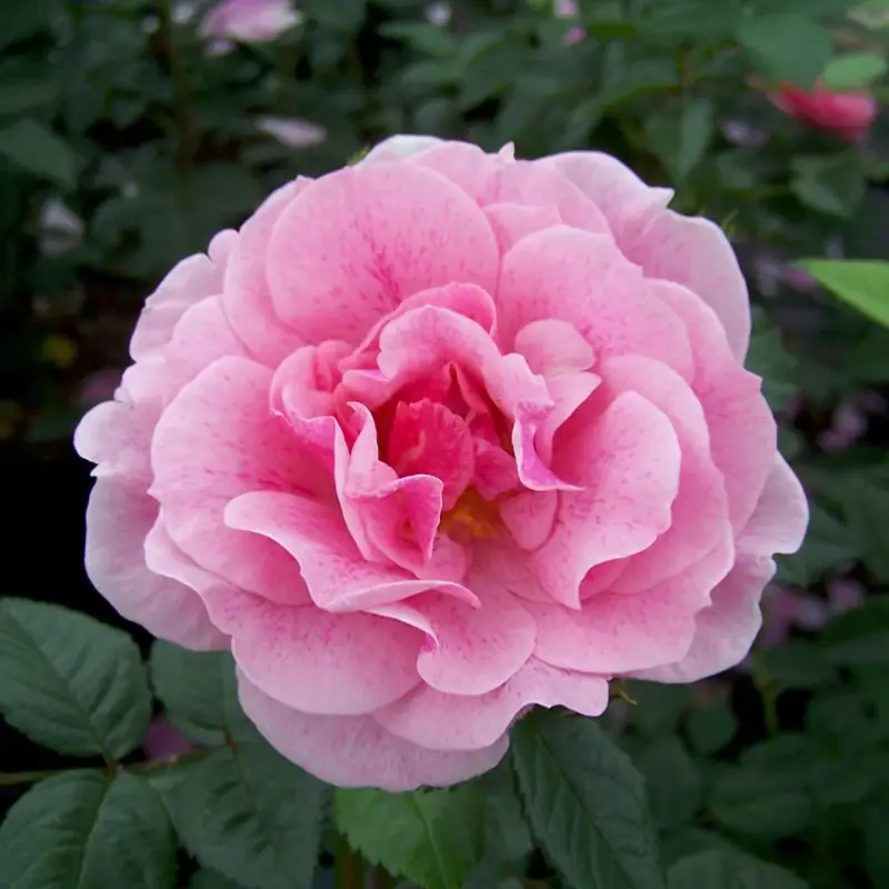 Jetzt Kaufen Kletterrose 'Camelot®', rosa mit pinkfarbener Zeichnung, Topf 5 Liter