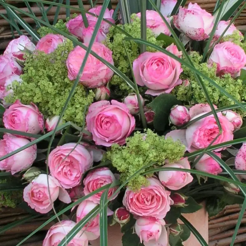 Kletterrose 'Mini Eden Rose®', hellrosa, Topf 5 Liter Beliebt