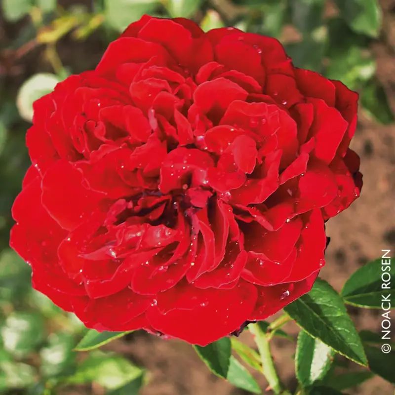 Geprüft Kletterrose 'Belkanto®', samtrot, Topf 5 Liter