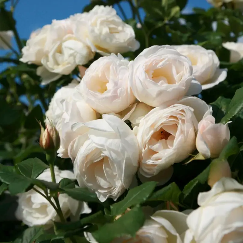 Bestseller Kletterrose 'Uetersener Klosterrose®', cremeweiß, Topf 5 Liter