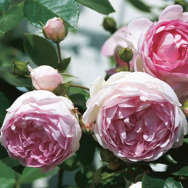 Kletterrose 'Jasmina®', violett-rosa, Topf 5 Liter Aktuell
