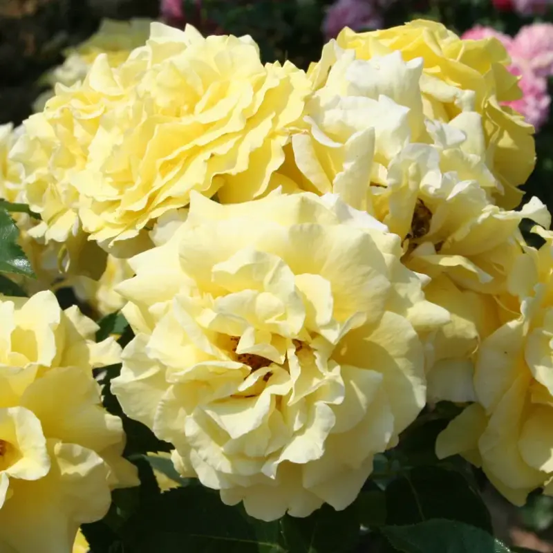 Top-Angebot Strauchrose 'Lichtkönigin Lucia®', kräftig gelb, Topf 5 Liter